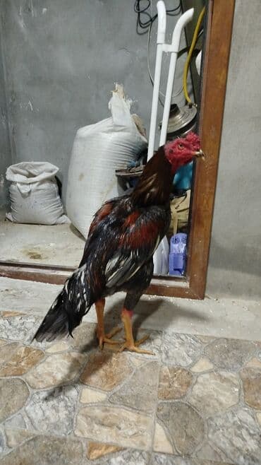 Cins xoruz: MARTIN 12 Sİ ÇIXİB.ATA İRAQNAN BRAZİLİN QARIŞİGI, ANA lalafo.az -da Cins xoruz: MARTIN 12 Sİ ÇIXİB.ATA İRAQNAN BRAZİLİN QARIŞİGI, ANA