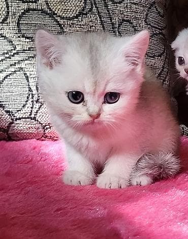 ucuz pişik: Şinşilla — 10