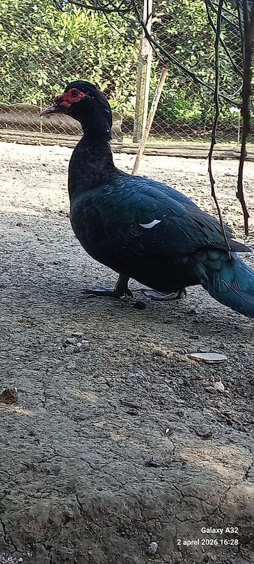 mandarin ördək: Erkək, | Lal ördək, Ətlik — 7