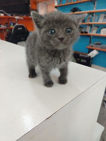 британская голубая кошка: Русская голубая, В добрые руки — 3