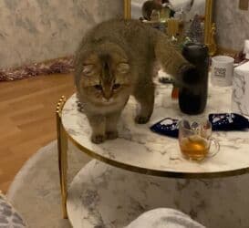 erkek pişik: Şotland, Erkək, Cütləşmə üçün, Ünvandan götürmə — 4