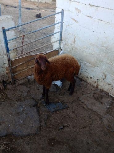 Гуси: Əsil damazdıqa quzu satılır istəyən olsa yazsın video sun atım baxın — 7
