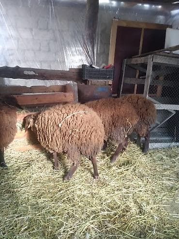Птицы: Qoyunlar – Azərbaycanda yerli cins, qəhvəyi rəngdə, uzun yunlu Məhsul — 4