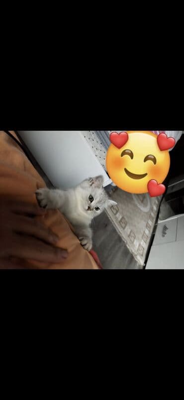 pişik sumkası: 50 ile 250 arasi cins saf qan pisiklerimiz var( Silver sinsila temiz — 29