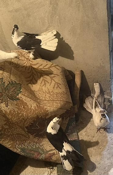 göyərçinlər: Quwlar satilir heresinin oz qiymeti var,hamisi hundur uzun enli — 2