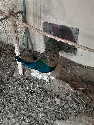 kakadu quşu: Məhsul: Təbiət quşu – tovuz quşu 2 yaşı var Təsvir: - Şəkillərdə — 2