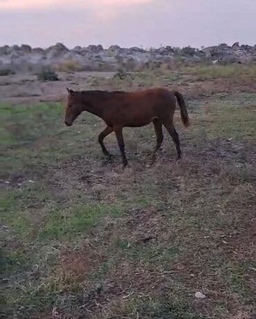 pişik satışı bakı: Dişi, il: 1 — 2