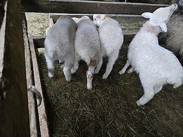 Quzu satılır. 3 eded disi quzu satilir. anadan ayrildiqi 10 gundur