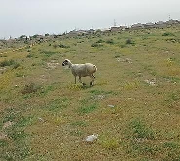 mal qara: 2 dənə cavan damazlx qoyun 2 dənə 1ci qarna balalı toğlu 1 dənə cavan — 3