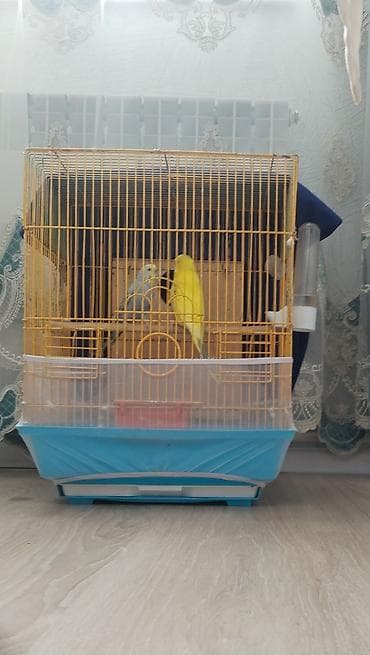 Akvariumlar: Məhsul: Dalmatian sarı və göy rəngli dalğıç qıvrım (muhabbet quşu) — 2