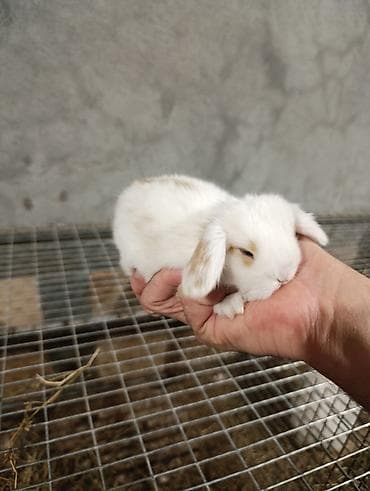 karlik dovşanı: Miniatür dovşan balaları • Cinslər: qulaqları sallanan (lop) və dik — 3