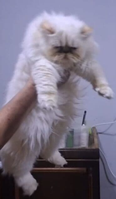 pişiklərin satışı: Fars, Erkək — 1