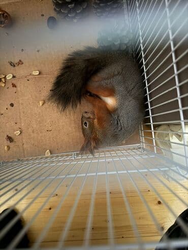 Птицы: Sincab satilir — 1