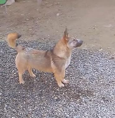 çoban iti adlari: İt – xırda/orta ölçülü, qısa tüklü, qulaqları dik, quyruğu toppuzlu — 4