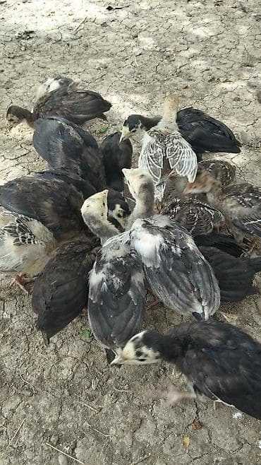 1 aylıq hinduşka balaları satılır 19 ededdi kom satılır təmiz qan — 2