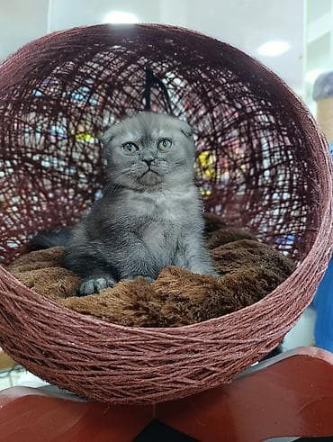 maykonq pişiyi: Rahat pişik beşiyi – sferik asma yataq - Material: toxunmuş iplə — 2