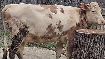 Heyvanlar üçün mallar: Birinci qarına doğub 25 günlük süni mayalanmadan olan balası yanında — 4