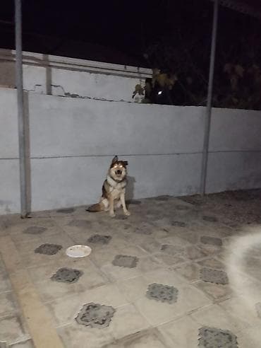 bala itlerin satisi: Xaski, 1 ay, Erkek, Peyvəndli, Ünvandan götürmə — 2