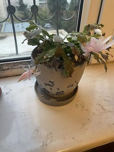 bezek bitkileri: Bitki: Schlumbergera (Dekabr kaktusu/Novruz kaktusu) Saksı: Boz rəngli — 1