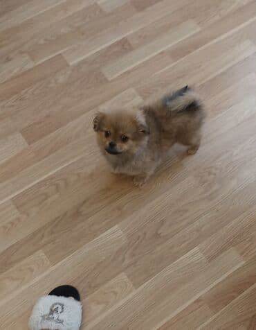 Gəmiricilər: Şpitz, Dişi, Pulsuz çatdırılma — 1