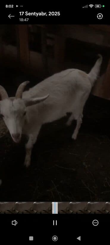 çəpiş əti: Ağ rəngli, buynuzlu keçi. - Cins görünüşü: yerli süd‑ət istiqamətli — 3