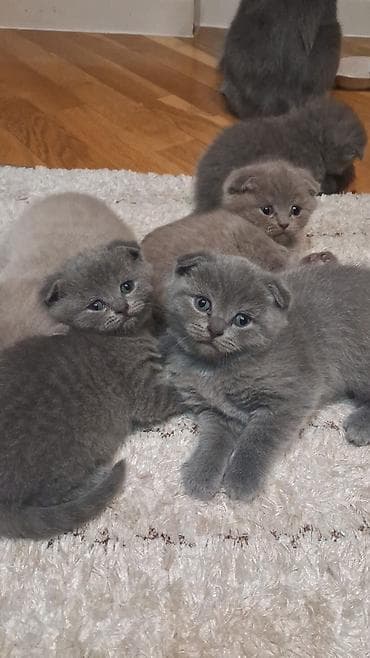 sort pişik: Şotland — 7