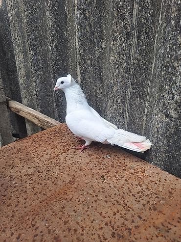 Ağ Kəkli Qızqın Erkəydi Qiyməti 15 Manat lalafo.az -da Ağ Kəkli Qızqın Erkəydi Qiyməti 15 Manat