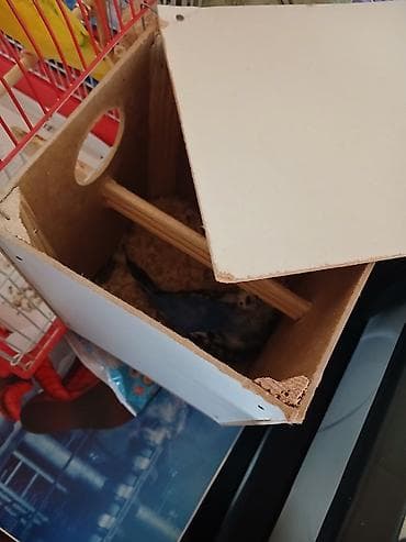 satılık dana: 3 ədəd quş Biri kürt otrub hamsı Satılır — 2