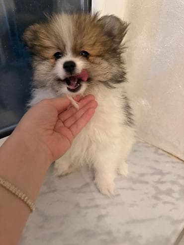 albay itleri: Şpitz — 2