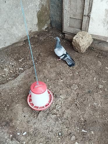 qu qusu: Drakon erkey tam sağlam — 3