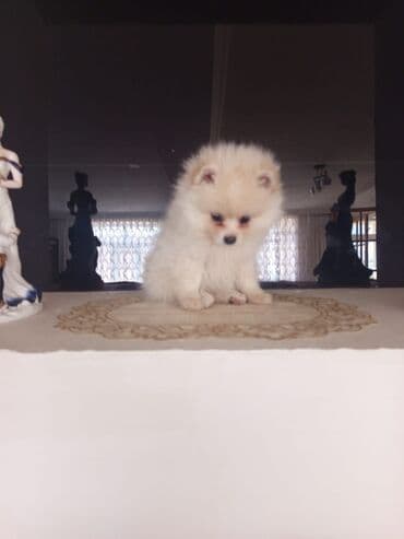 pomeran spic: Şpitz, 5 ay, Ünvandan götürmə — 5