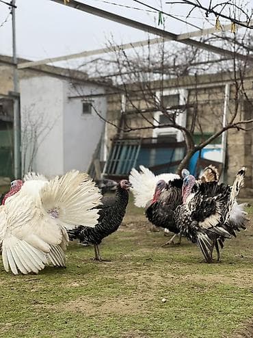 K/t heyvanları üçün mallar: Erkək, Damazlıq — 2