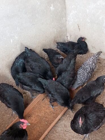 Avstpalorp xoruzu təmiz qan. 3 ədəd