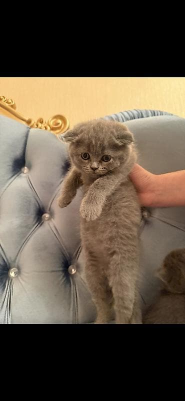 helep kecisi: Ağ balaca pişik balası – mavi gözlü, tükləri yumşaq və sıx. Üzündə və — 7