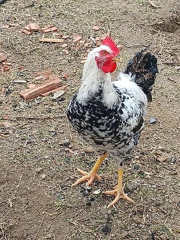 sultan toyuqları: Toyuq, Yumurtalıq, Ünvandan götürmə — 4