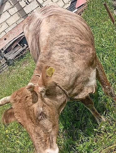 simental inekleri: Ətlik Maldi Real acılı Narahat etsin Boşuna Narahat eleme — 2