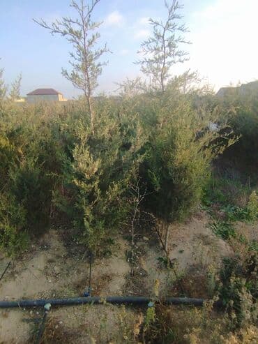 Bıçaqlar: Şam ağacı fidanları - Növ: Şam (iynəyarpaq, həmişəyaşıl) - Təyinat — 22