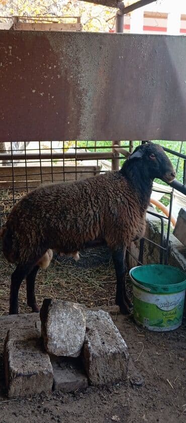 qurban qoyun: Salam ünvan Bakıin maştağa kendi erkek toğlu satılır 9 aylıq qala — 1