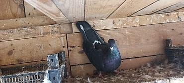 ёжик: Erkeydi yerde oynagdi — 1