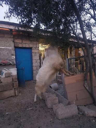 Erkək, il: 2, Damazlıq lalafo.az -da Erkək, il: 2, Damazlıq