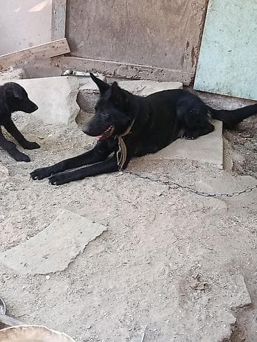2 il, Dişi, Peyvəndli