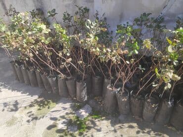 orkide qiyməti: Püstə tingləri (calaqsızdır) Qiyməti 5 manat Ağstafa rayonu Çatdırılma — 3