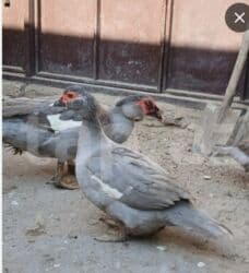 Dişi, | Lal ördək, Damazlıq, Ünvandan götürmə lalafo.az -da Dişi, | Lal ördək, Damazlıq, Ünvandan götürmə