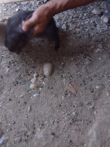 bakıda cucə satışı: Bir cüt dovşan satılır velikan qarşığdı — 3