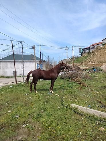 mal inək: Erkək, Qarabag, il: 5, Ünvandan götürmə — 3