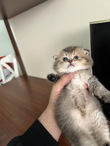 pişik adları: Şotland — 4