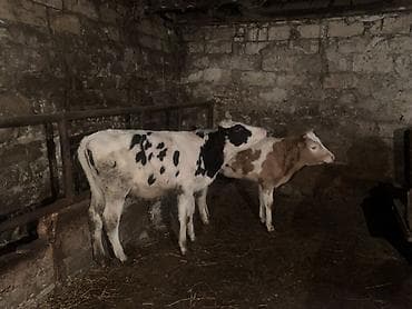 inek satislari: Salam,İnək balalarıdır– 2 baş dişi buzovdur. Bunların təzə anadan — 4