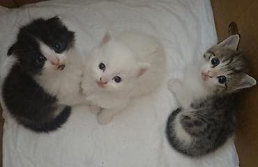 şotland pişik: Şotland yastı qulaq — 1