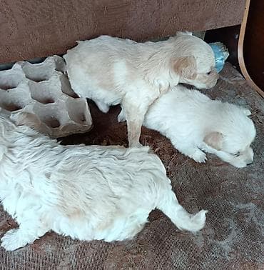 xasqi itləri: Zvonok — 3