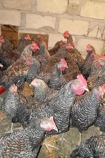 Животные: Курица, Для разведения, Бесплатная доставка — 2